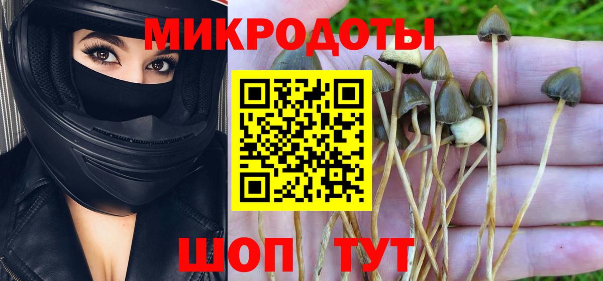 Псилоцибиновые грибы Psilocybe Россия